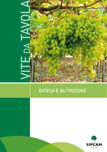 scaricare la linea uva da tavola