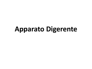 Apparato Digerente