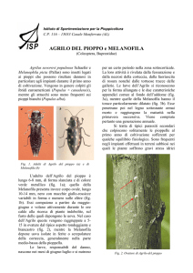 agrilo del pioppo