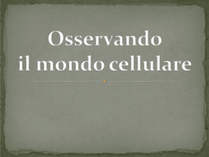 Osservando il mondo cellulare