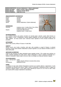 Scheda bio-etologica EcoPlan: Araneus diadematus GEAM