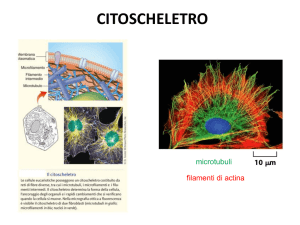 lezione 17_citoscheletro2016