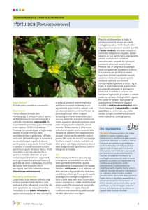 Portulaca (Portulaca oleracea)