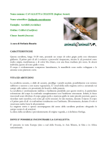 CAVALLETTA CELESTE - Animali e Animali