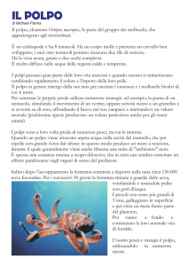 Polpo - Acqua