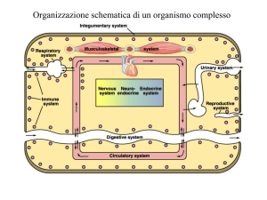 Lezione 5: cuore