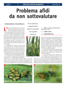 Problema afidi in frumento