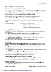 Periodo embrionale_da terza a ottava settimana_