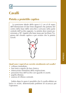 Macellazione Equini