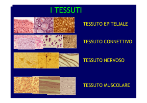 epiteli di rivestimento