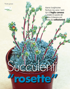 Hanno lunghissime fioriture ma sono i tanti tipi di foglia carnosa a