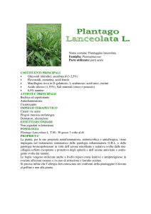 Piantaggine - Il giardino dei semplici{IL GIARDINO DEI SEMPLICI}