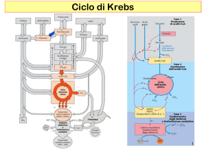 Complesso della piruvato deidrogenasi