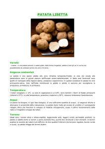 Patata Spunta - Agripiudabenito