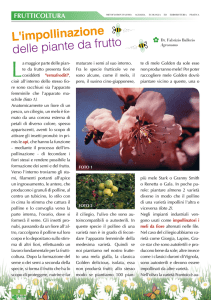 L`impollinazione delle piante da frutto