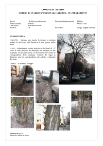 Robinia n. 18-Via Meneghetti
