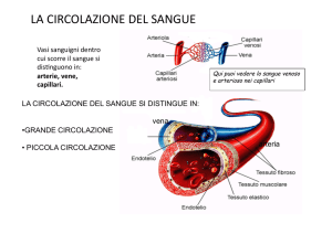 Circolazione Sanguigna: Grande e Piccola Circolazione