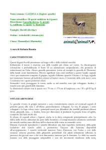 GAZZELLA - Animali e Animali