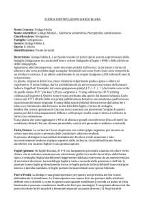 SCHEDA`IDENTIFICAZIONE`GINKGO`BILOBA`