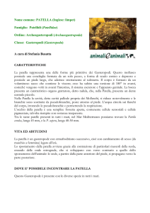 Nome comune: PATELLA (Inglese: limpet