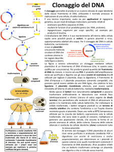 Clonaggio(del(DNA(