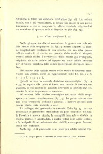 divisione si forma un embrione bicellulare (fig. 26). La cellula basale