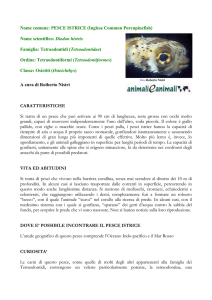 PESCE ISTRICE - Animali e Animali