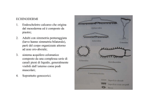 Hacelia attenuata