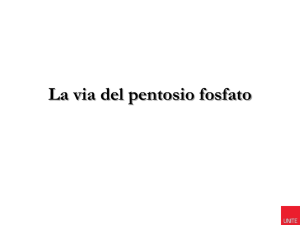 La via dei pentoso fosfati - Progetto e