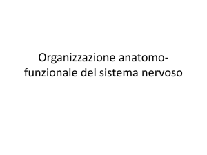 Organizzazione anatomo-funzionale del sistema nervoso