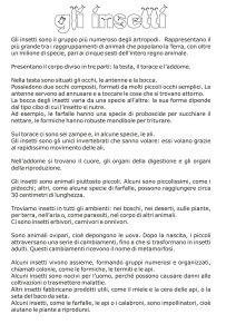 Gli insetti sono il gruppo più numeroso degli artropodi