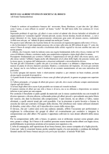 Dove gli alberi vivono in società: il bosco