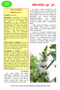 Mentha sp. pl. - Piante spontanee in cucina