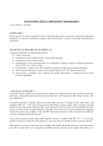 anatomia della regione mammaria