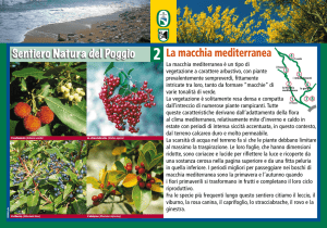 La macchia mediterranea