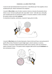 i muscoli