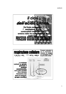 14 ciclo di Krebs - Progetto e