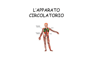 APPARATO CIRCOLATORIO
