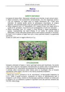 Malva - Pianteofficinali.org