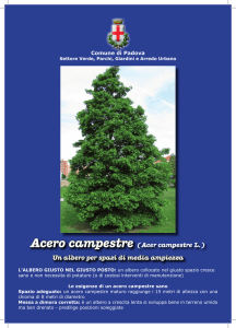 Acero campestre (Acer campestre L.)