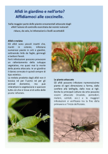 Afidi e coccinelle 2017