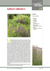 019 Lythrum salicaria L.