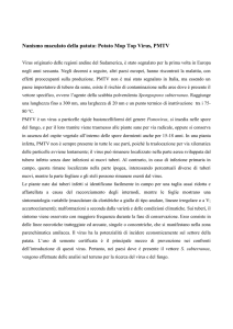 Nanismo maculato della patata: Potato Mop Top Virus, PMTV