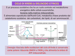 lez_2016-17-KREBS