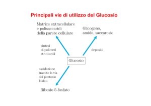 piruvato e ciclo di Krebs