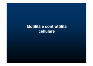 Motilità e Contrattilità Cellulare