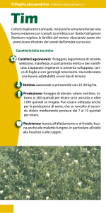 Coltura miglioratrice annuale, tra le poche remunerative per una