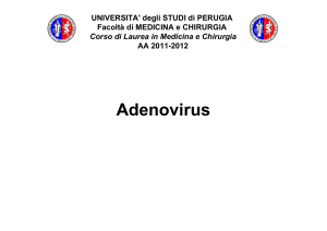 ADENOVIRUS: Università degli Studi di Perugia