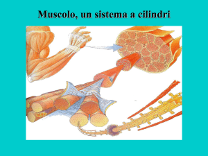 Muscolo