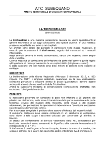 La Trichinellosi